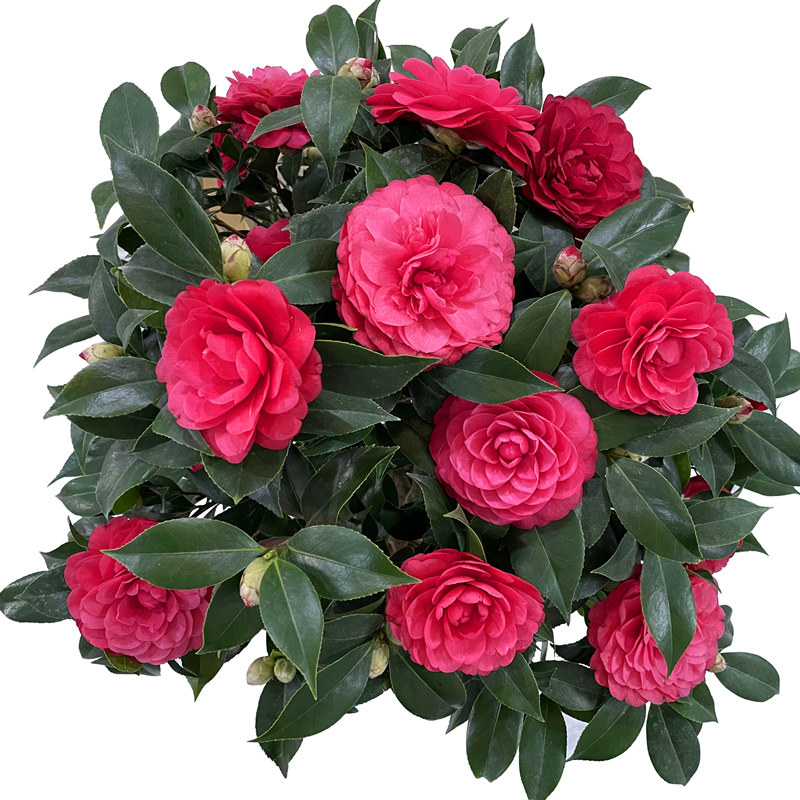 大红茶花红色赤丹盆栽又名六角花苞中国红喜时令草本花卉