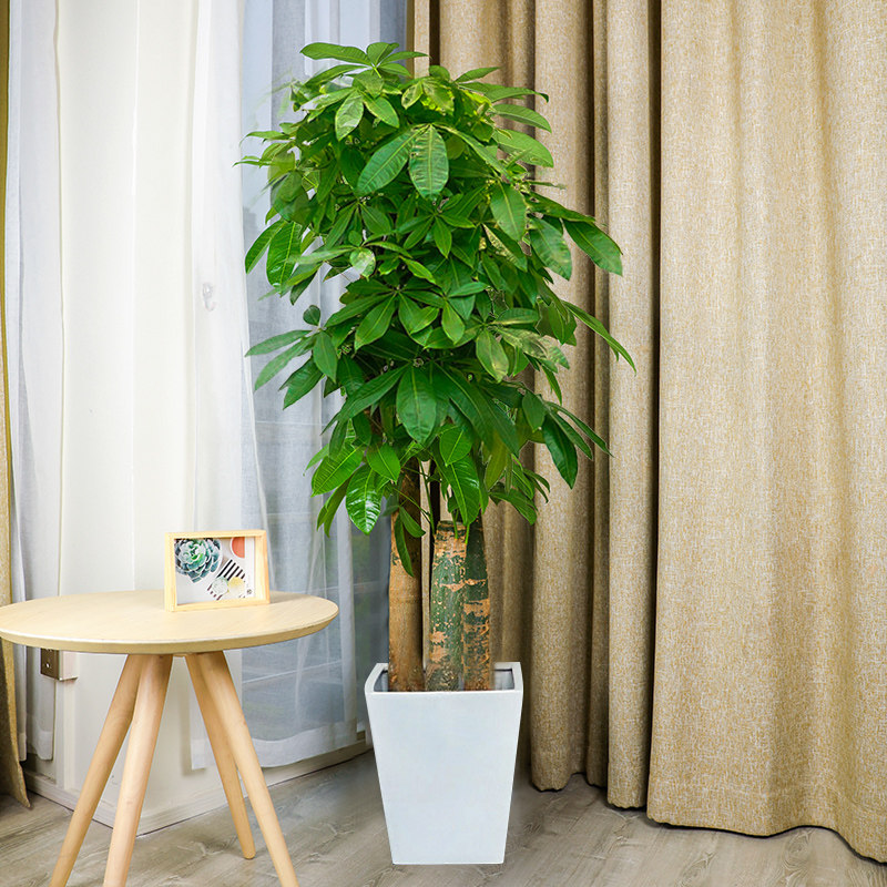 步步高发财树前台盆栽大型绿植开业乔迁办公室净化空气大型绿植