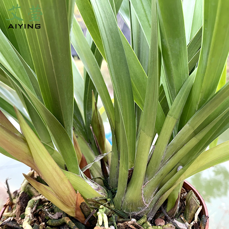 春节年宵有香味兰花花苗西施冬带花苞出售墨兰时令草本花卉