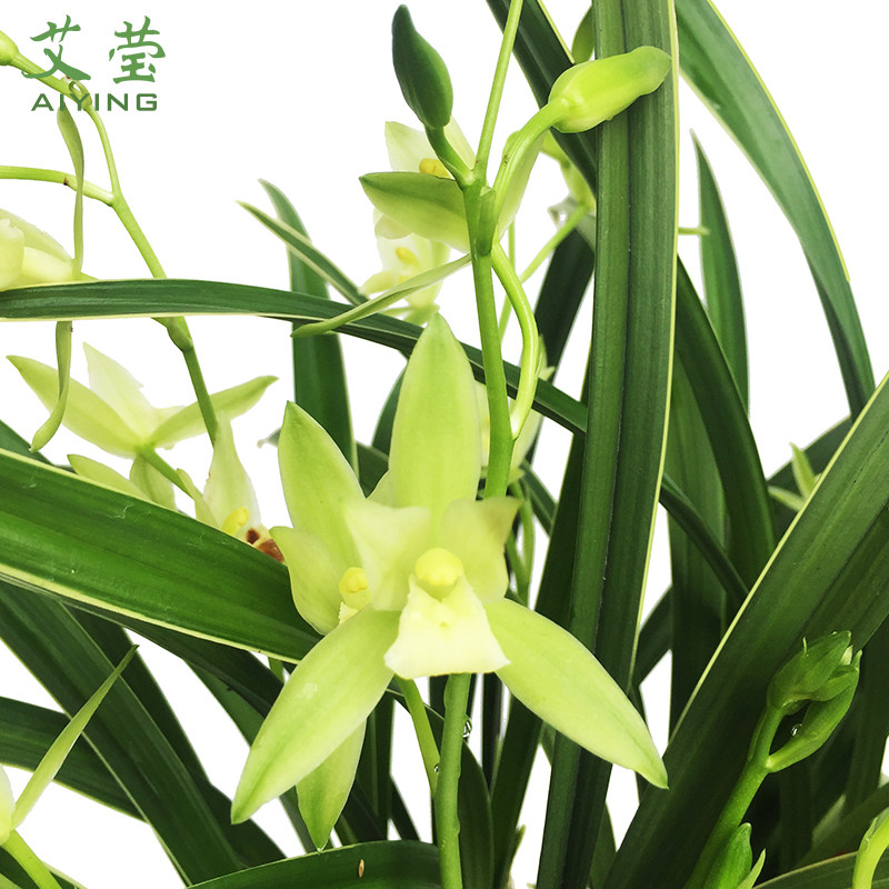 莹兰花苗建兰叶艺兰雪女夏带花苞出售室内好养花卉