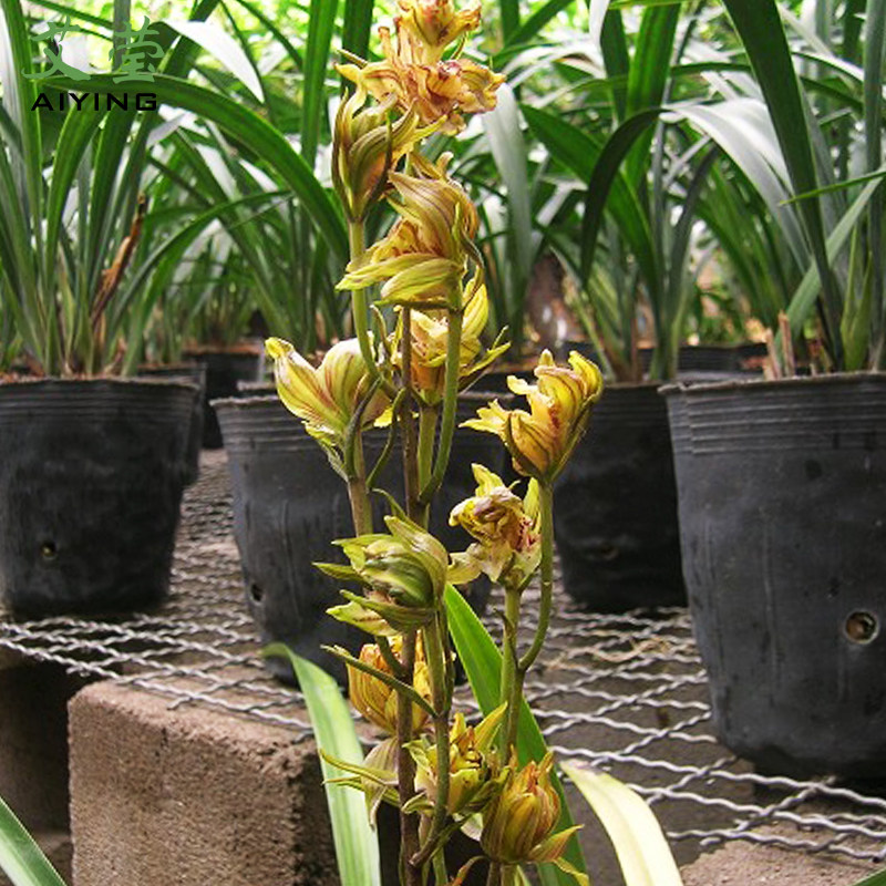 莹兰花苗大屯麒麟墨兰报岁兰冬浓香花苞出售时令草本花卉