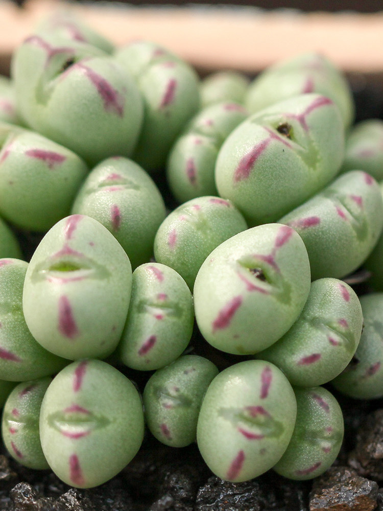 多肉植物番杏科红耳口笛大年份超大群生母本开花花托