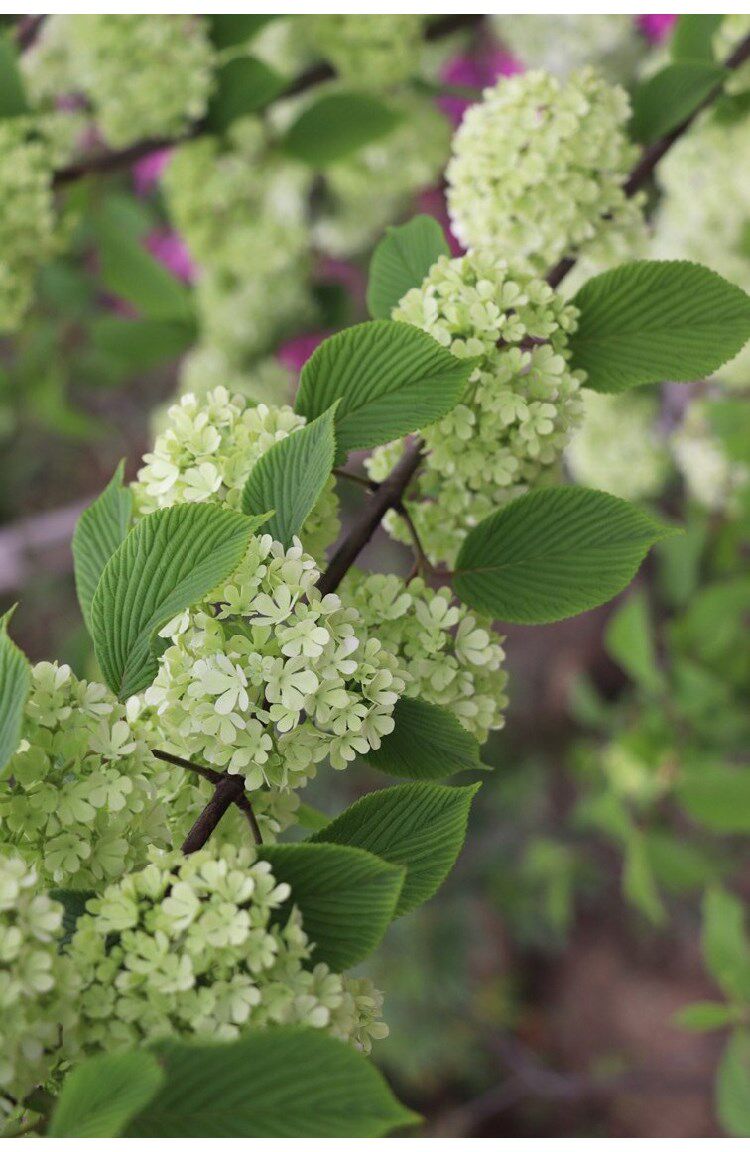 绣球中华木本花苗盆栽白色大花斗球马球琼花花卉