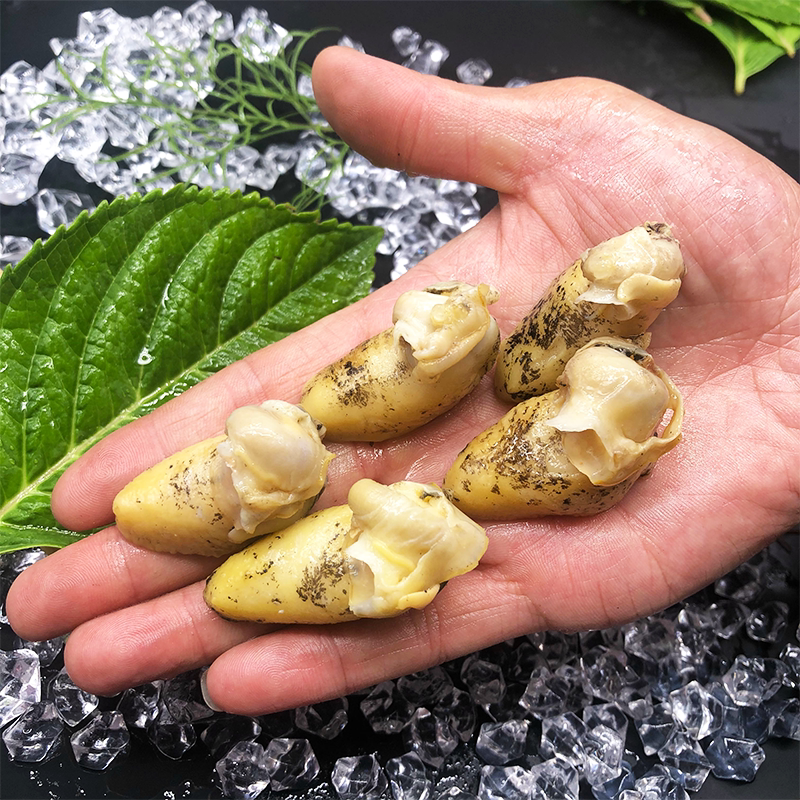 鲍鱼新鲜冷冻鲍螺肉假老婆螺肉即食海鲜螺鲍贝类制品