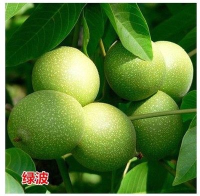 树苗核桃果树核桃树纸皮薄壳文玩北方嫁接绿波果树