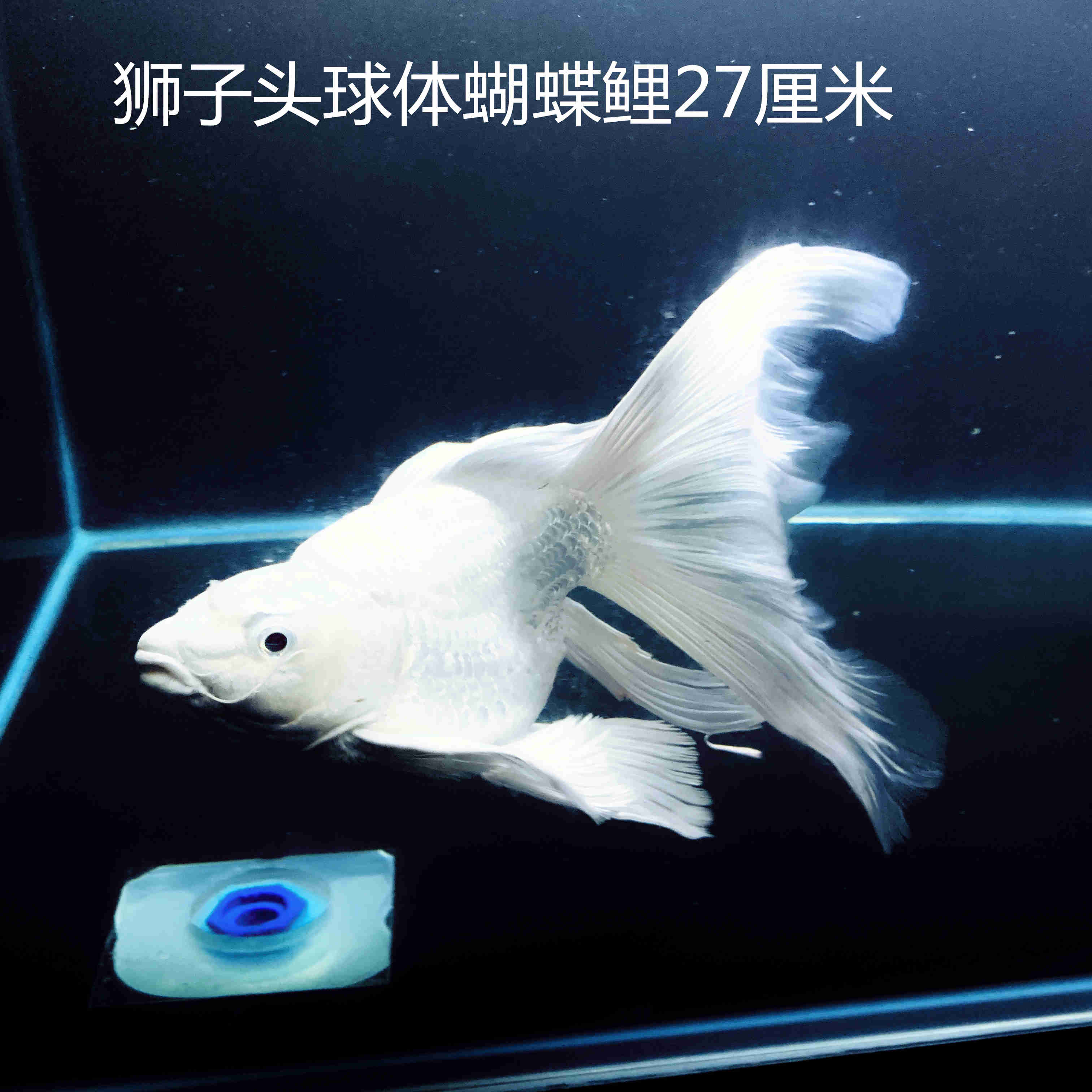 蝴蝶贵妃球体鲤短台湾鲤鱼鱼龙鲤金龙凤锦鲤鱼