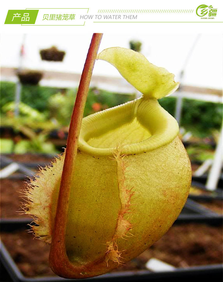 基地直销贝里猪笼草食虫植物捕蝇草驱蚊草多肉绿植