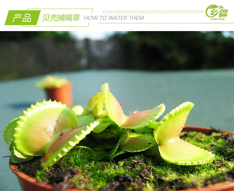 基地直销贝壳捕蝇草食虫植物猪笼草捕虫驱蚊草多肉绿植盆栽