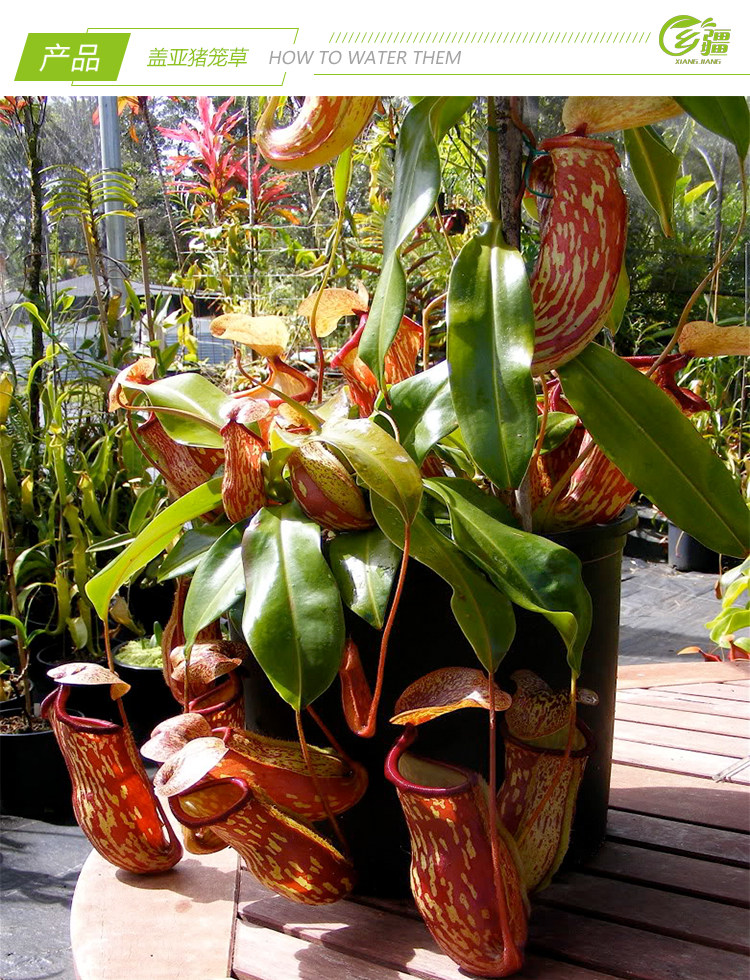 基地直销盖亚猪笼草食虫植物捕蝇草驱蚊草多肉食虫植物