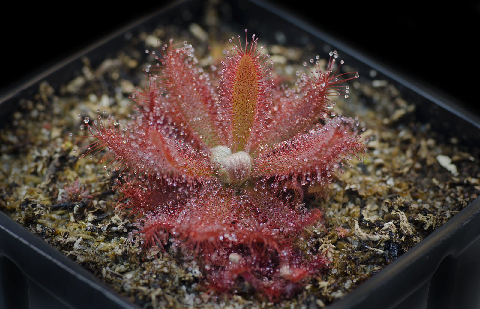 食虫基地直销格拉拉莫哥茅膏菜植物虫草驱蚊绿植