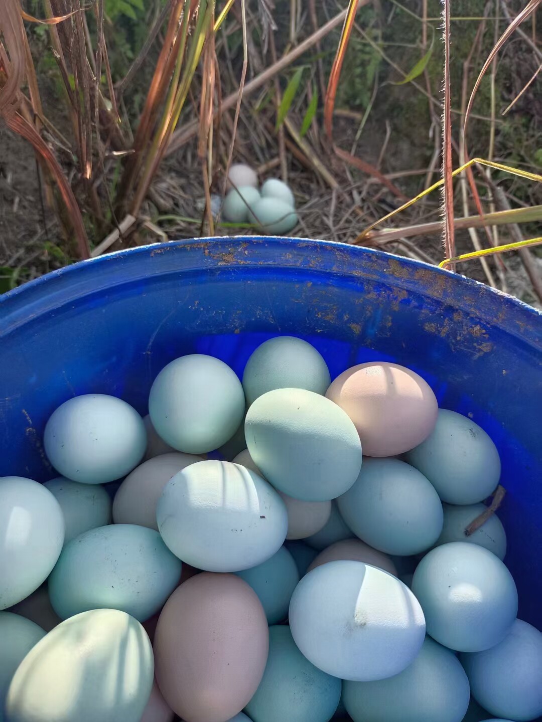 粤北高山农家散养新鲜五黑鸡土鸡蛋月仔受精鸡蛋