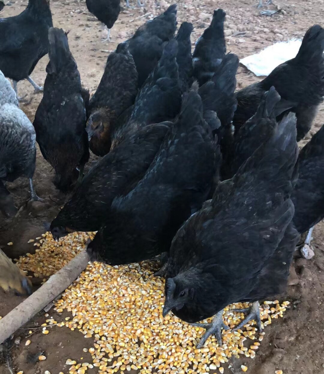 顺丰炖汤月仔土鸡内脏母鸡粤北年老两年鸡现鸡肉