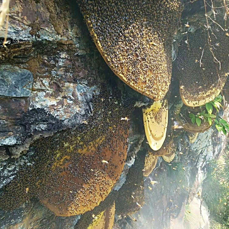 【现货】云南崖蜜野生蜂蜜悬崖岩蜜纯正天然农家深山纯百花蜜巢蜜
