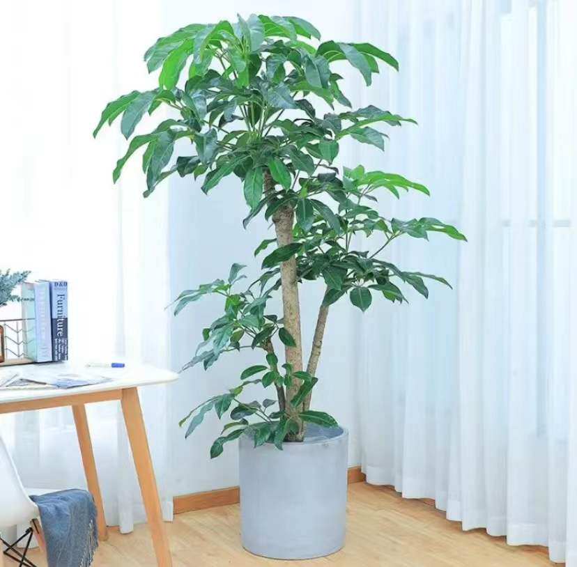大叶伞老桩幸福树绿植大型室内办公室甲醛净化空气大厅大型绿植