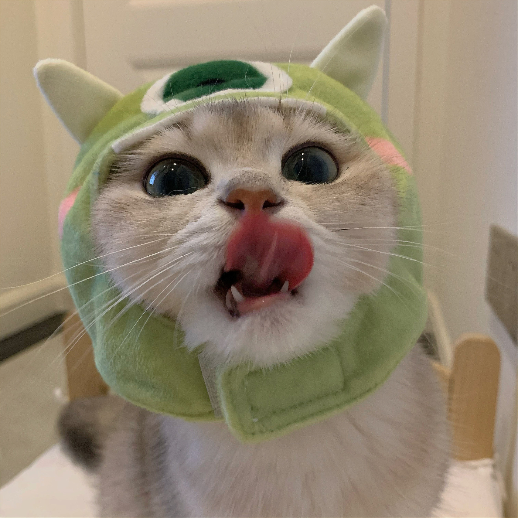 猫咪头套可爱帽子英短橘猫变装拍照道具头饰帽子