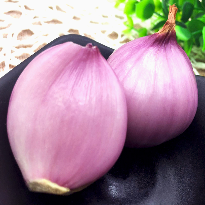 东北特产毛葱农家自产自销小圆当季新鲜蔬菜小毛其它