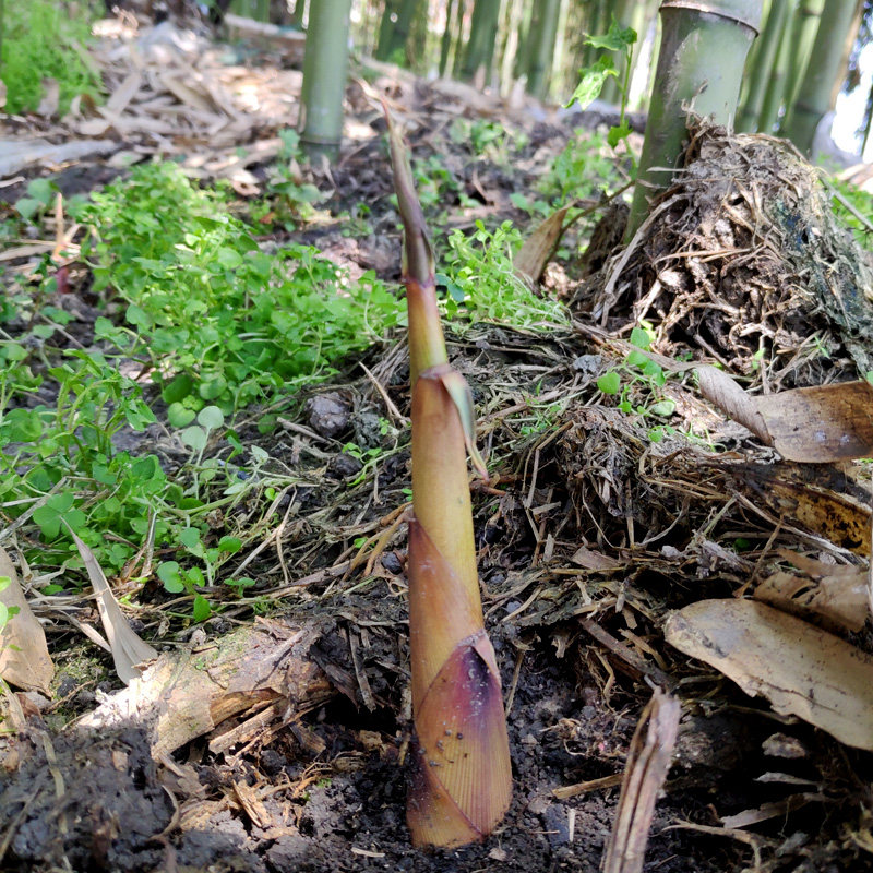 竹笋苦笋新鲜野生挖苦5斤包邮当季现摘现发竹笋