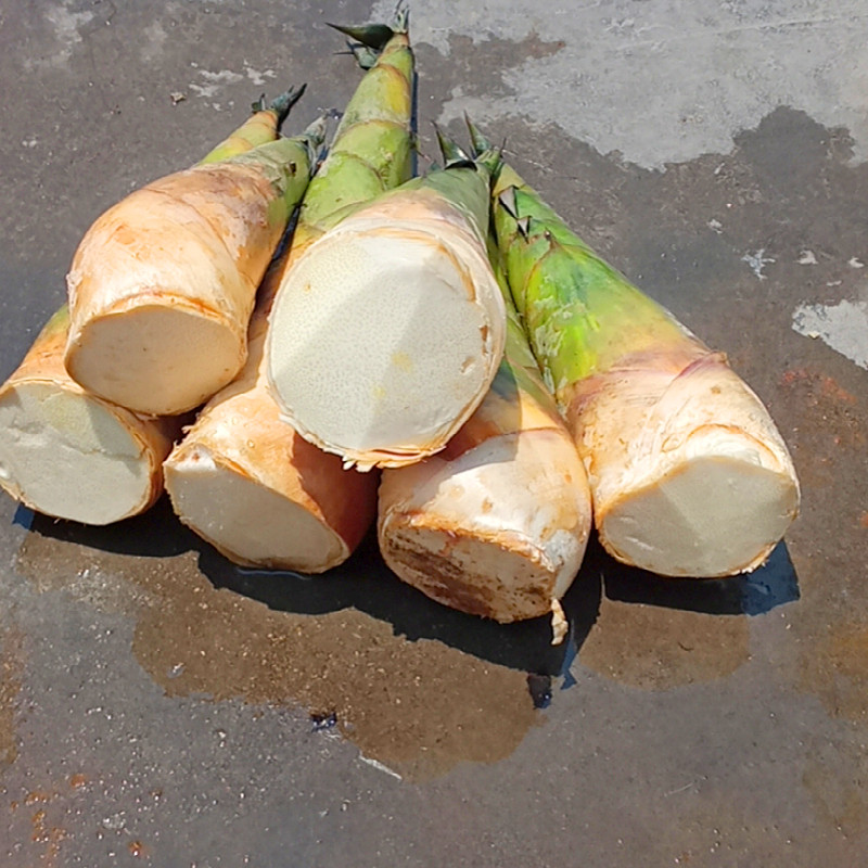 竹笋蔬菜绿嫩夏苦春雷大头新鲜季蔬菜当应挖现发竹笋