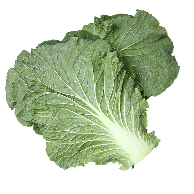 东北北大饭包菜叶现摘大白菜叶子包邮当应季即食叶菜类