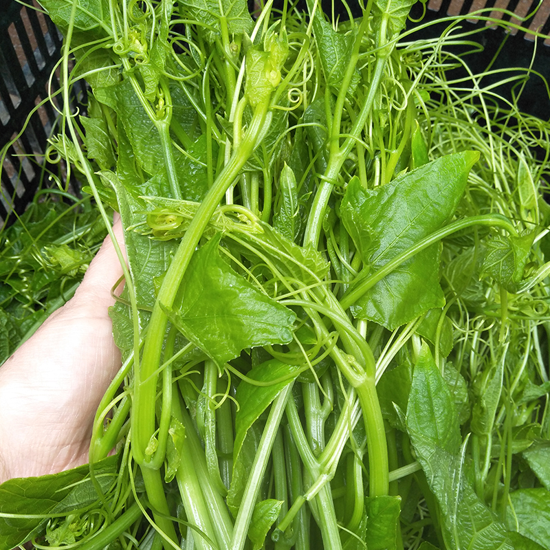 新鲜洋瓜尖龙须菜佛手瓜尖丝瓜尖现摘现发农家其它