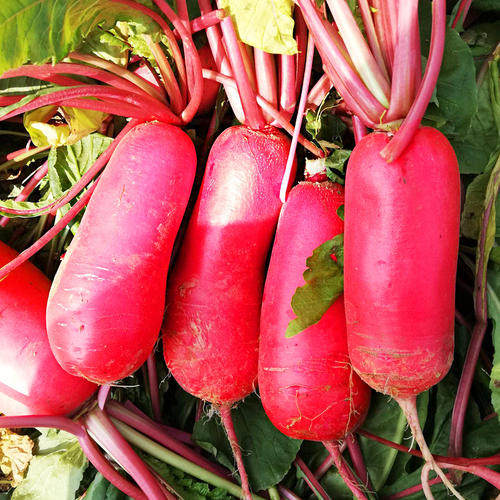 萝卜四川农家红皮新鲜白心卞胭脂酸菜泡菜5斤萝卜