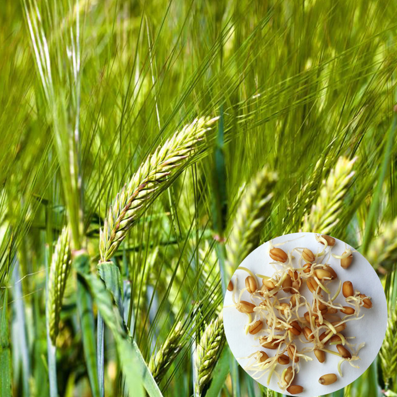 小麦草小麦麦粒种子发芽猫草麦芽糖磨面喂鸡鸽子其它粮食