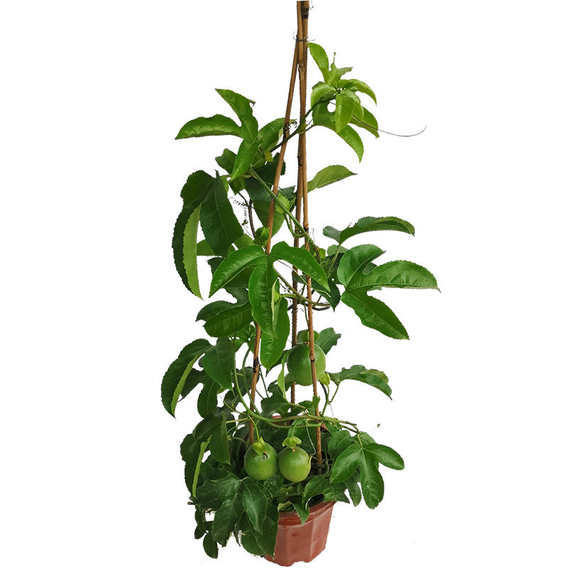 果苗百香当年地栽盆栽特大南方爬藤果树四季花盆