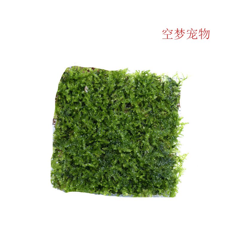 沉木造景珊瑚莫斯美凤三角moss水晶怪厥火焰松茸莫丝活体水草种子