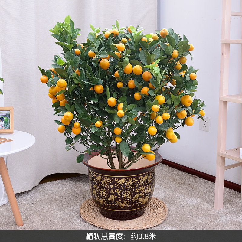 年桔金桔树盆栽带果四季橘花卉室内植物盆景观赏送礼年宵绿植