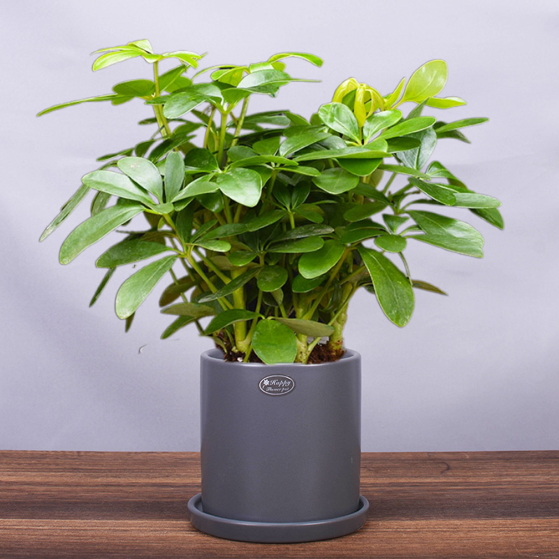 鸭掌鸭脚木七叶莲绿植小盆盆栽水培花卉办公办公室绿植