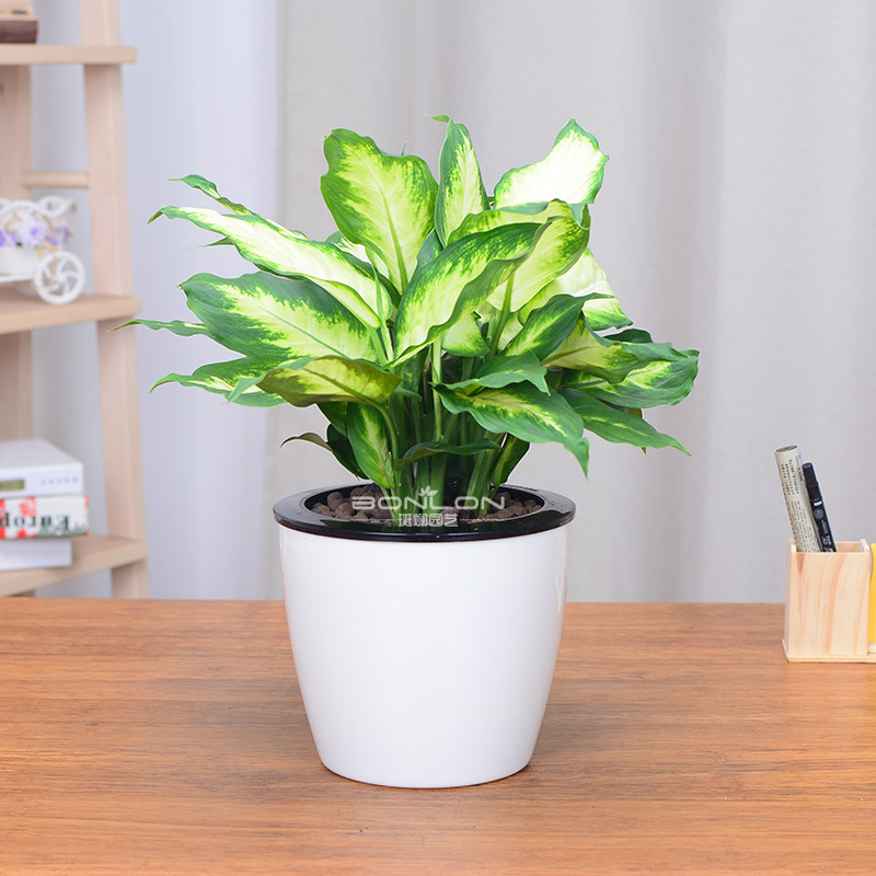 粉黛万年青皇后花卉盆栽办公办公室室内绿植花叶绿植