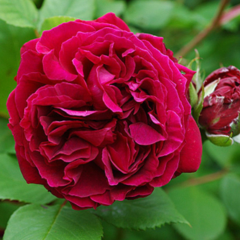 观花欧月 海格瑞 月季 花苗藤本暗紫红色庭院围墙拱门阳台绿植 - 爱购