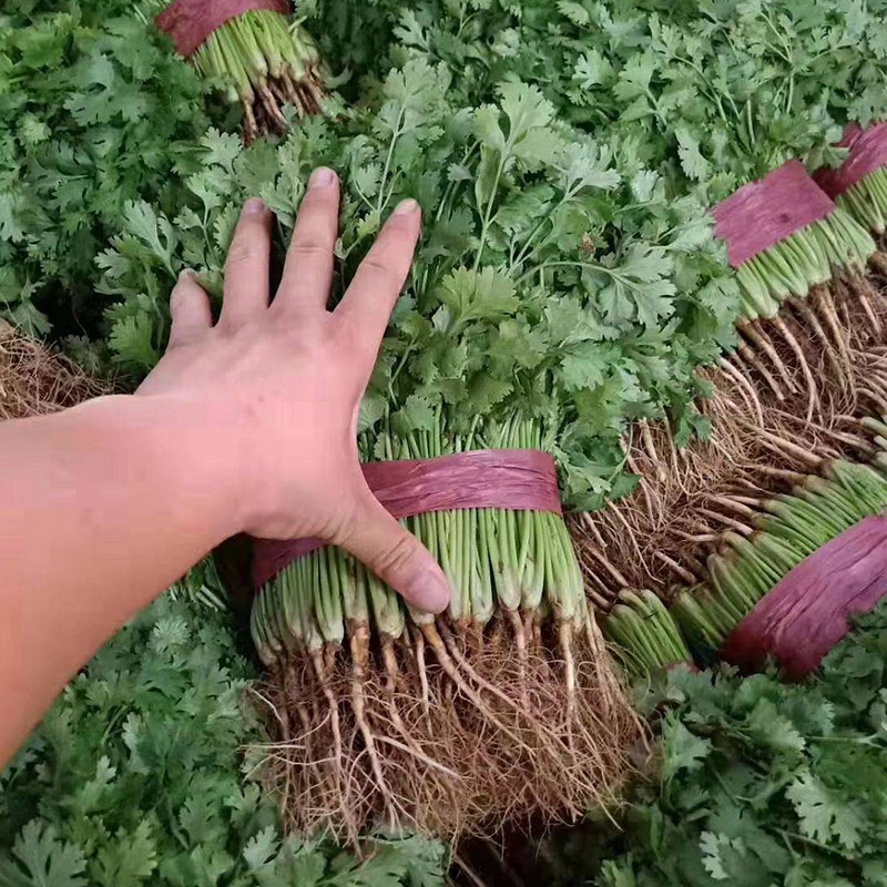 意大利芫荽种子香菜种籽农家大叶盆栽高产春季家庭园艺种子