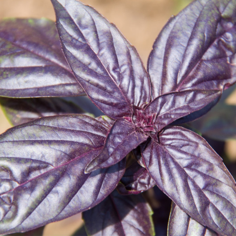 罗勒进口紫罗种子食用九层塔香草种籽春季四季家庭园艺种子