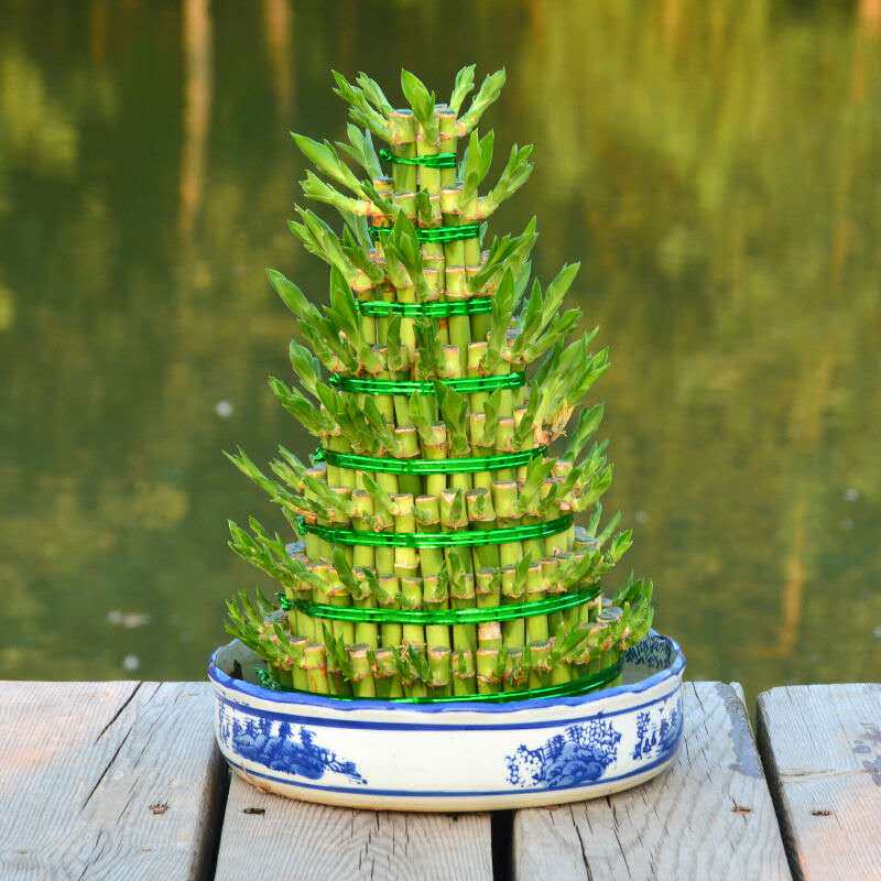 节节高富贵竹盆栽招财摆件室内客厅植物开业送礼绿植