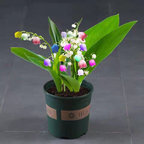 开花花卉铃兰兰花盆栽带芽浓香香型绿植阳台时令草本花卉