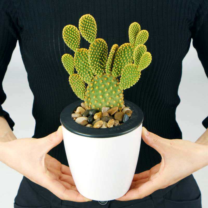 盆栽绿植仙人掌多肉成活易成活好养防辐射小盆桌面多肉植物