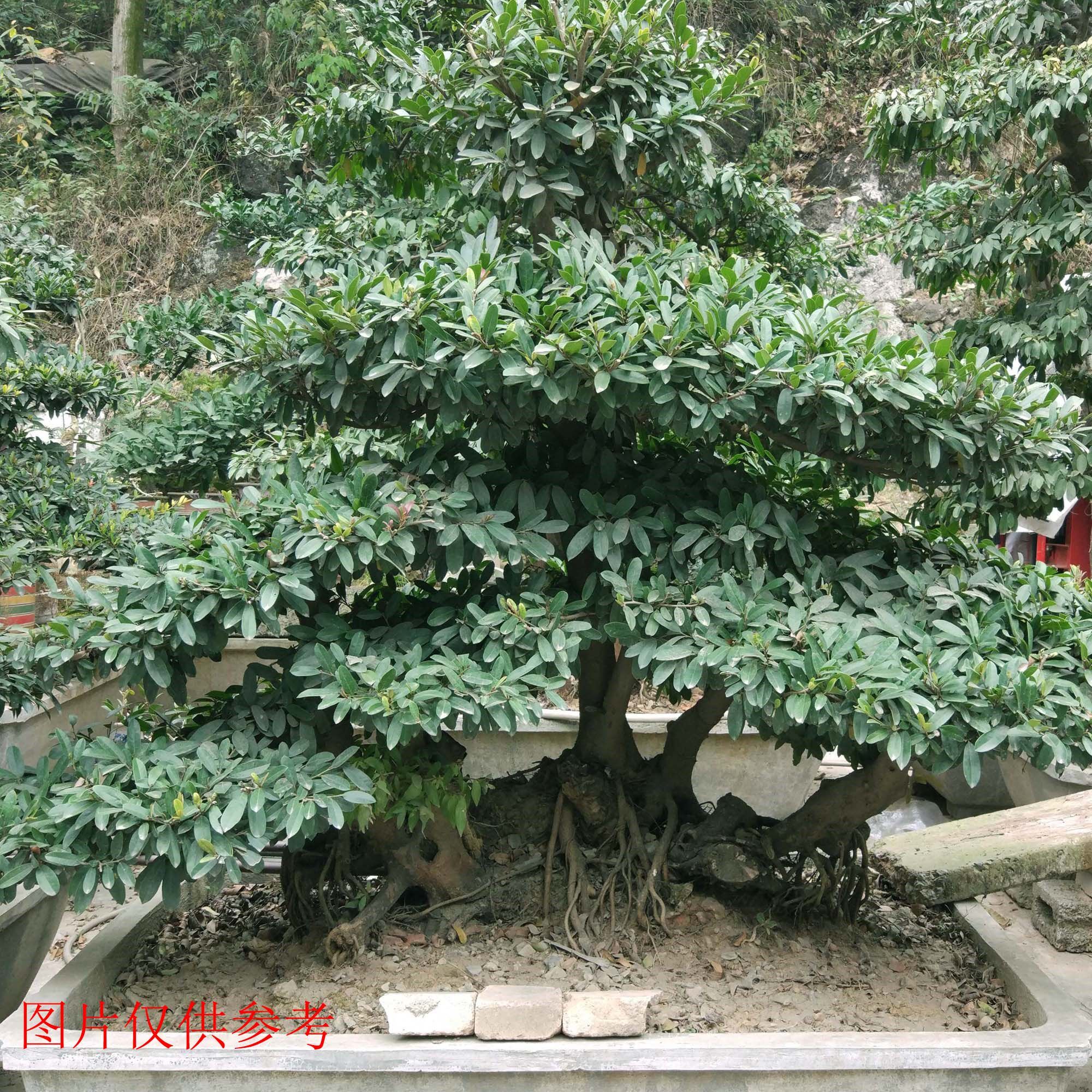中华蚊母盆景老桩常绿植物盆栽庭院室内阳台绿植大型绿植