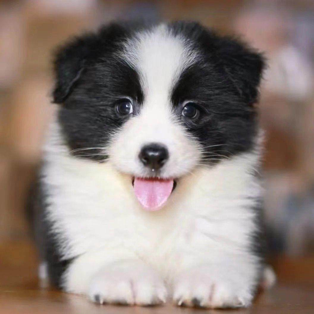 边境牧羊犬幼犬:聪明又忠诚的小伙伴