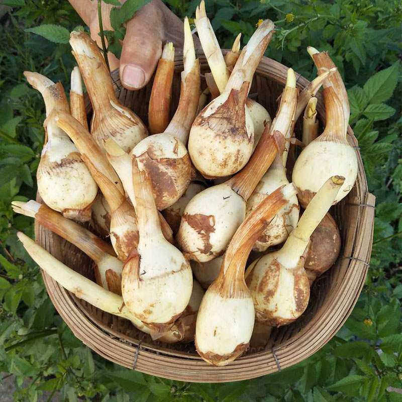 云南高原慈姑农家白慈菇新鲜慈菰姑姑茨菇粉糯其它