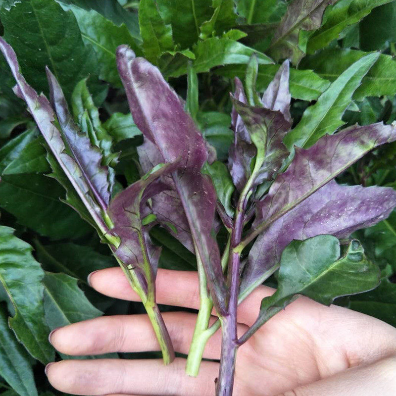 四川特产血皮菜包新鲜蔬菜现摘紫菜紫背天观音其它