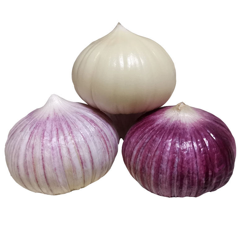大蒜云南紫皮独头蒜紫头大独蒜包批发蒜头新蒜干大蒜