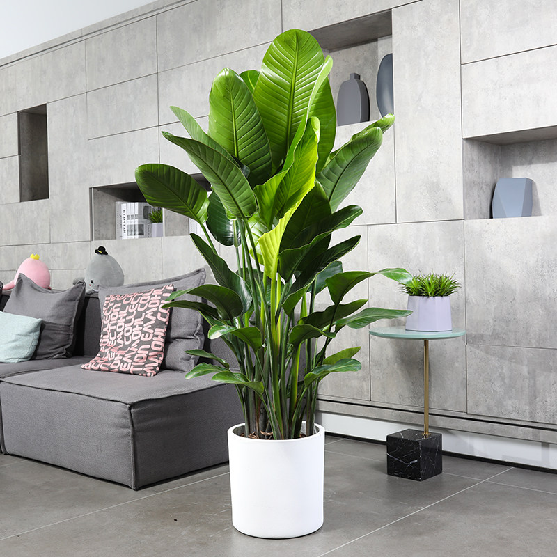 天堂鸟盆栽网红室内大型植物鹤望兰客厅办公室大盆大型绿植