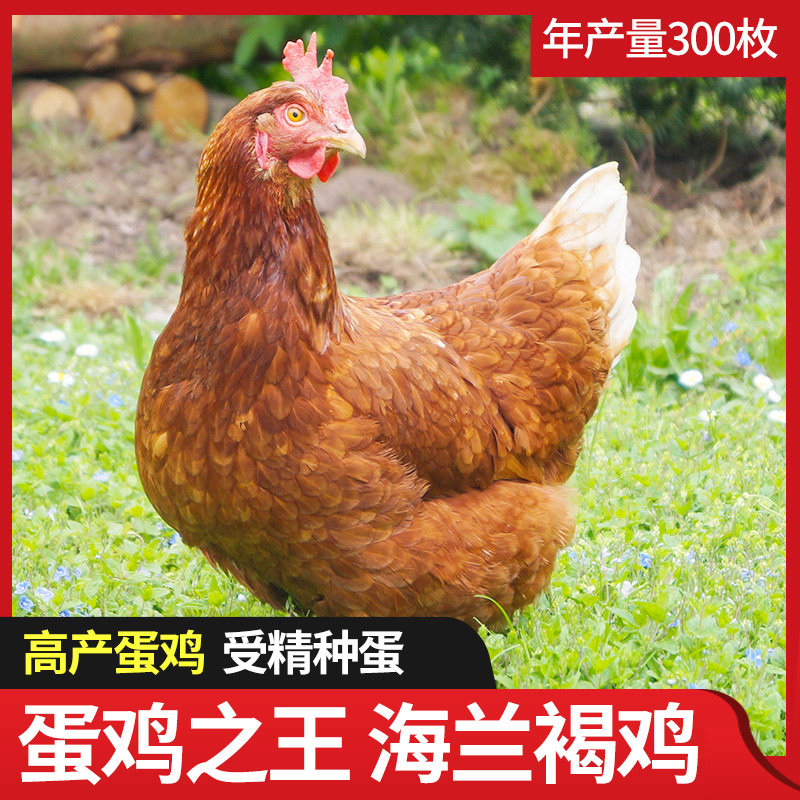 种蛋海兰褐鸡受精孵化小鸡活苗土鸡高产纯种鸡蛋