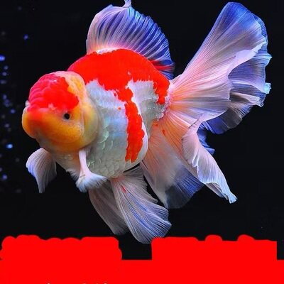 富贵鱼观赏鱼鼠头珍珠金鱼胖皮球珍珠鱼小鱼活观赏鱼淡水客厅黑白