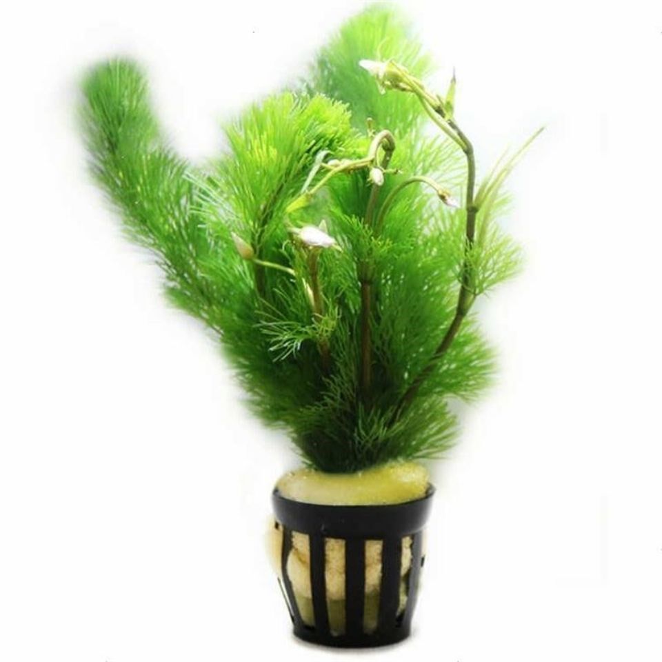 水草活体绿菊大叶懒人净化水质水族造景鱼缸水草