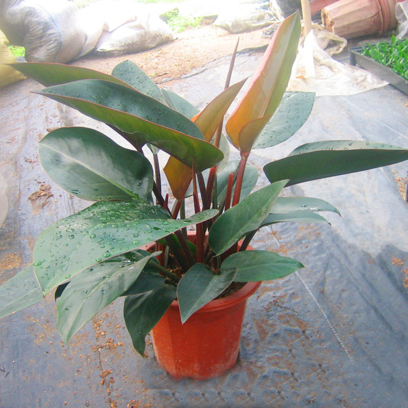 花卉大叶金钻红钻常青植物绿植盆栽室内净化空气绿植