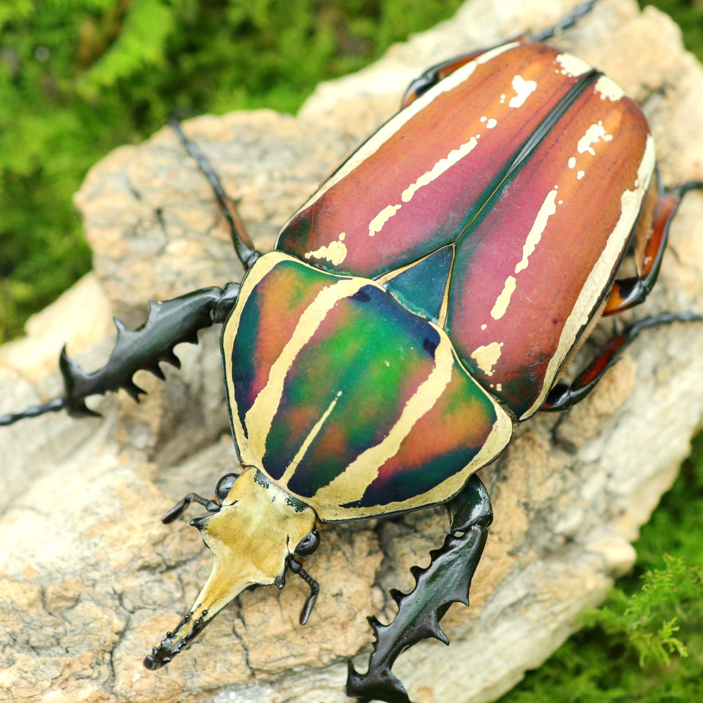 金龟科普锹甲宠物甲虫牧野虫社炫酷男孩乌干达其它宠物
