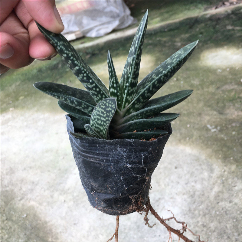 新款多肉植物元宝芦荟科室室内四季常青易养易多肉植物