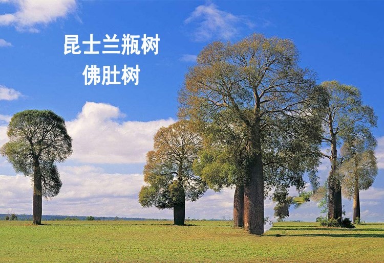 澳州佛肚树苗进口植物昆士兰瓶树珍稀名贵树种观叶